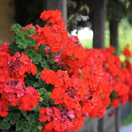 Tauerncamping * Radstadt